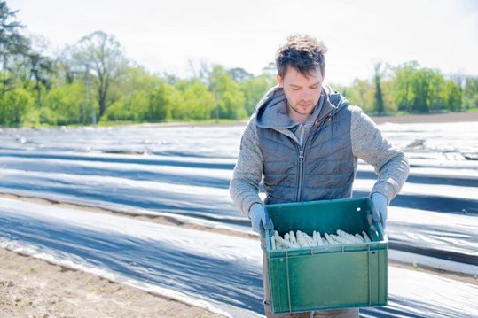 Erntehelfer bei Spargelernte mit Transportbox voll mit weißem Spargel