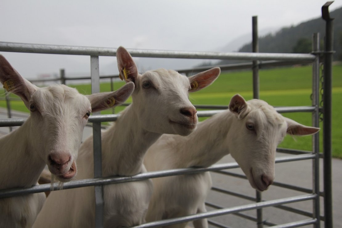 Ziegenhaltung ©Elisabeth Heidegger/LK Niederösterreich