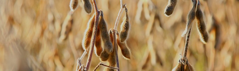 reife Sojabohnen © pixabay