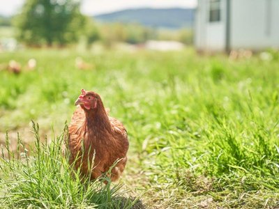 Mobile Hühnerställe ermöglichen den Bäuerinnen und Bauern ein optimales Auslaufmanagement für ihre Tiere
