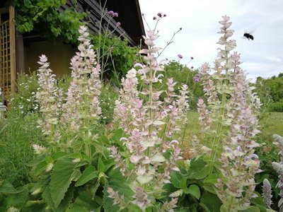 Muskatellersalbei©Sonja Hießberger