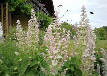 Muskatellersalbei©Sonja Hießberger