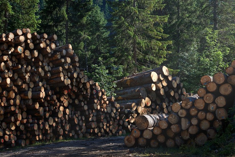 Holzeinschlag ©BMLRT/Alexander Haiden 