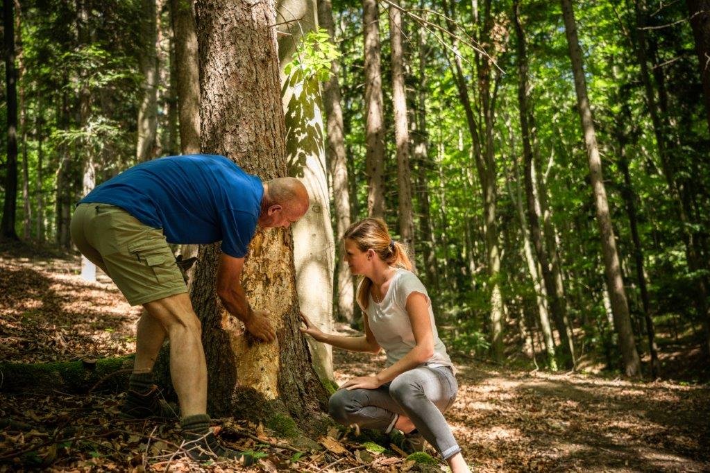 Forstwirtin und Forstwirt bei der Kontrolle eines Baumes im Wald