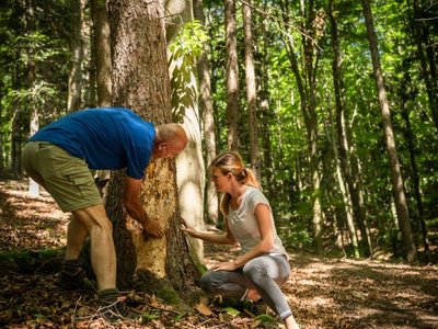 Forstwirtin und Forstwirt bei der Kontrolle eines Baumes im Wald
