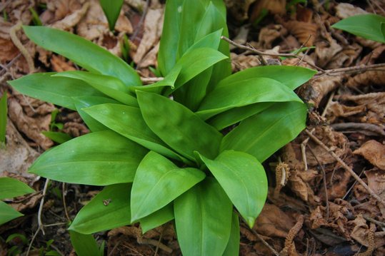 Bärlauch im Auwald sammeln ©Elisabeth Heidegger/LK Niederösterreich