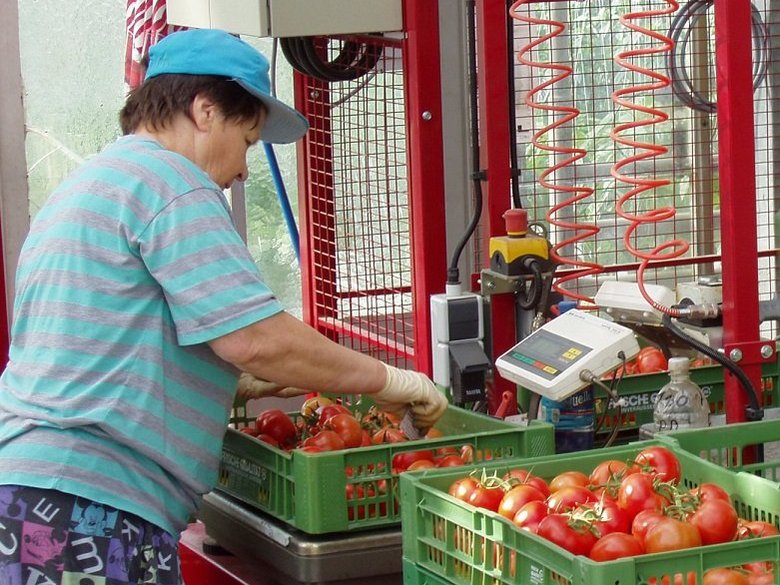 Paradeiser verwiegen ©AMA Marketing