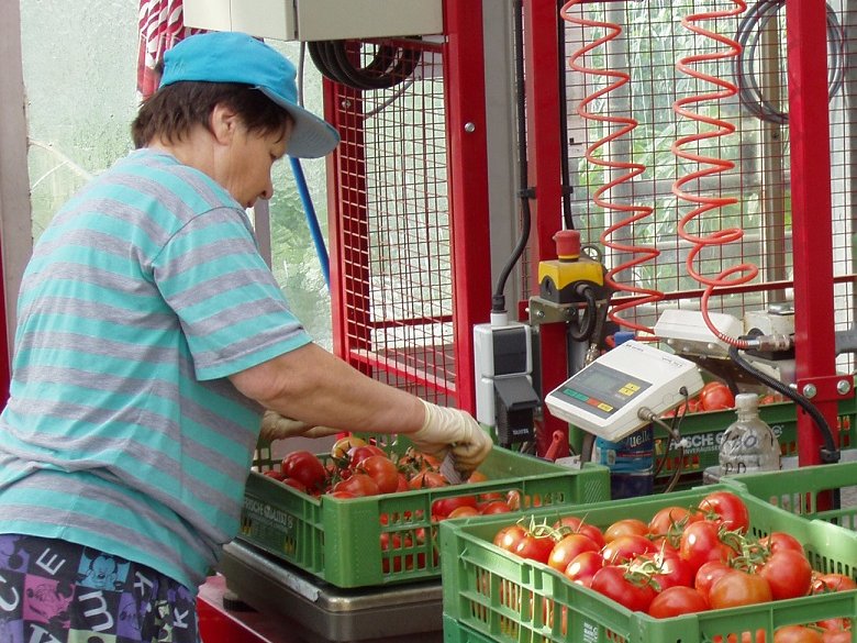 Paradeiser verwiegen ©AMA Marketing