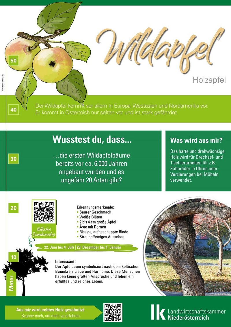 Wildapfel