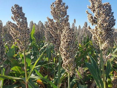 Sorghumhirse in Götzendorf
