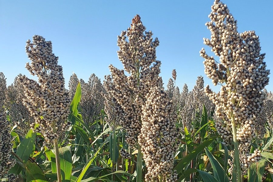 Sorghumhirse in Götzendorf