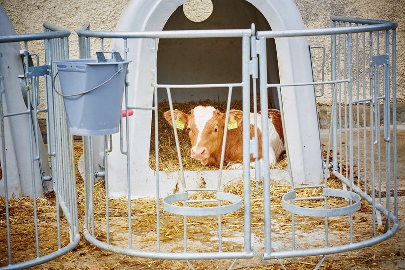 Kalb in Kälberiglu ©Franz Gleiß/LK Niederösterreich