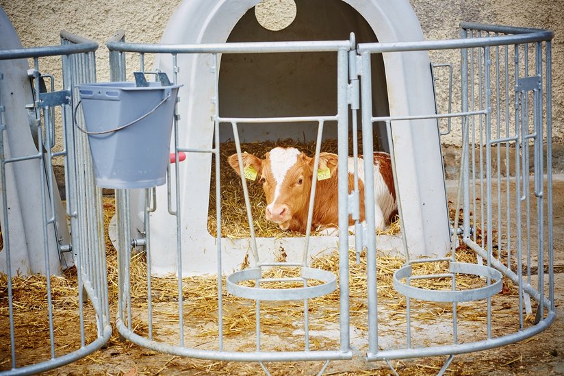 Kalb in Kälberiglu ©Franz Gleiß/LK Niederösterreich