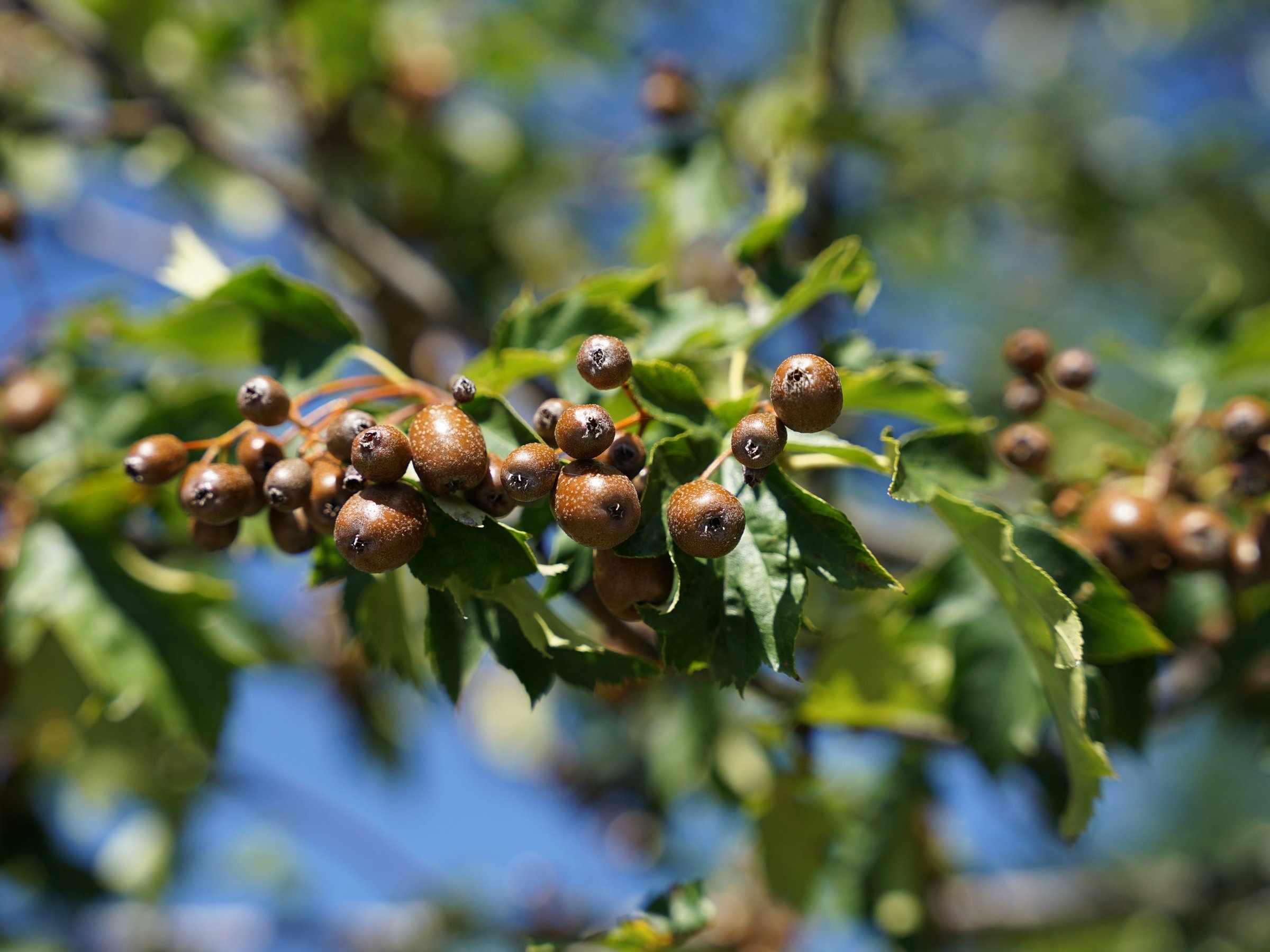 Braune Elsbeeren hängen auf dem Baum