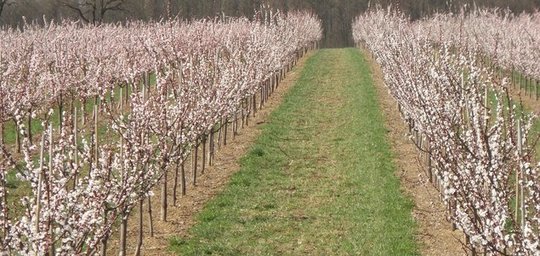 Marillenhof Titelbild