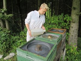 Bienen füttern