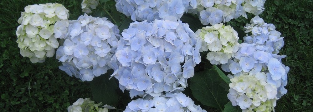 Hortensie ©Christian Kornherr/LK Niederösterreich