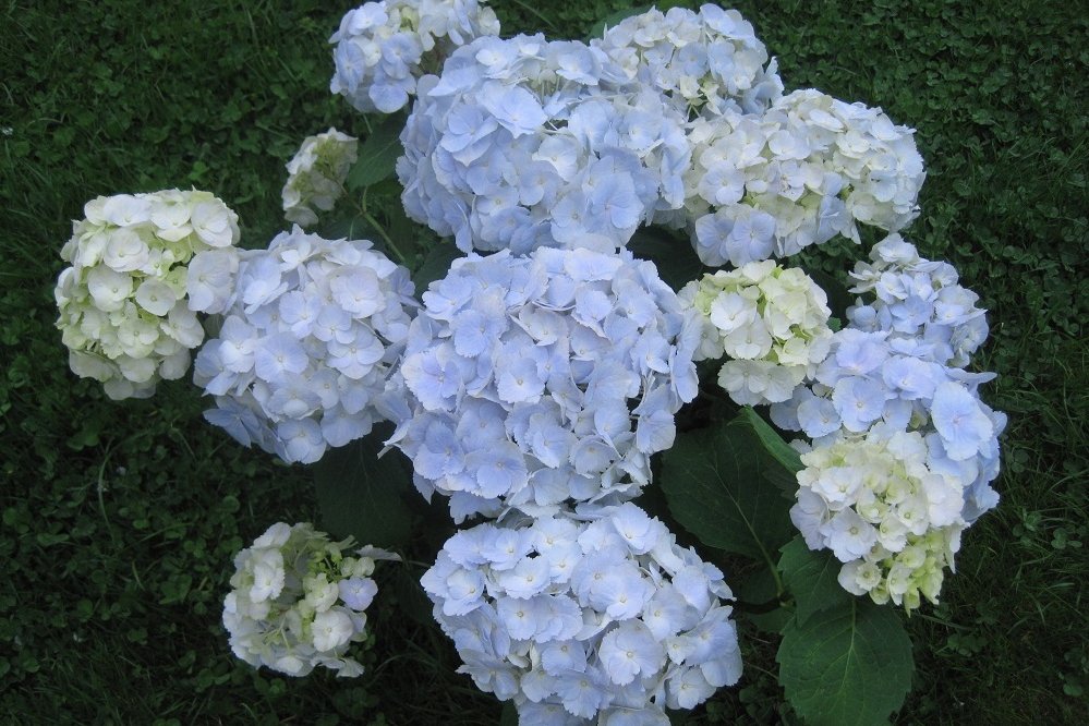 Hortensie ©Christian Kornherr/LK Niederösterreich