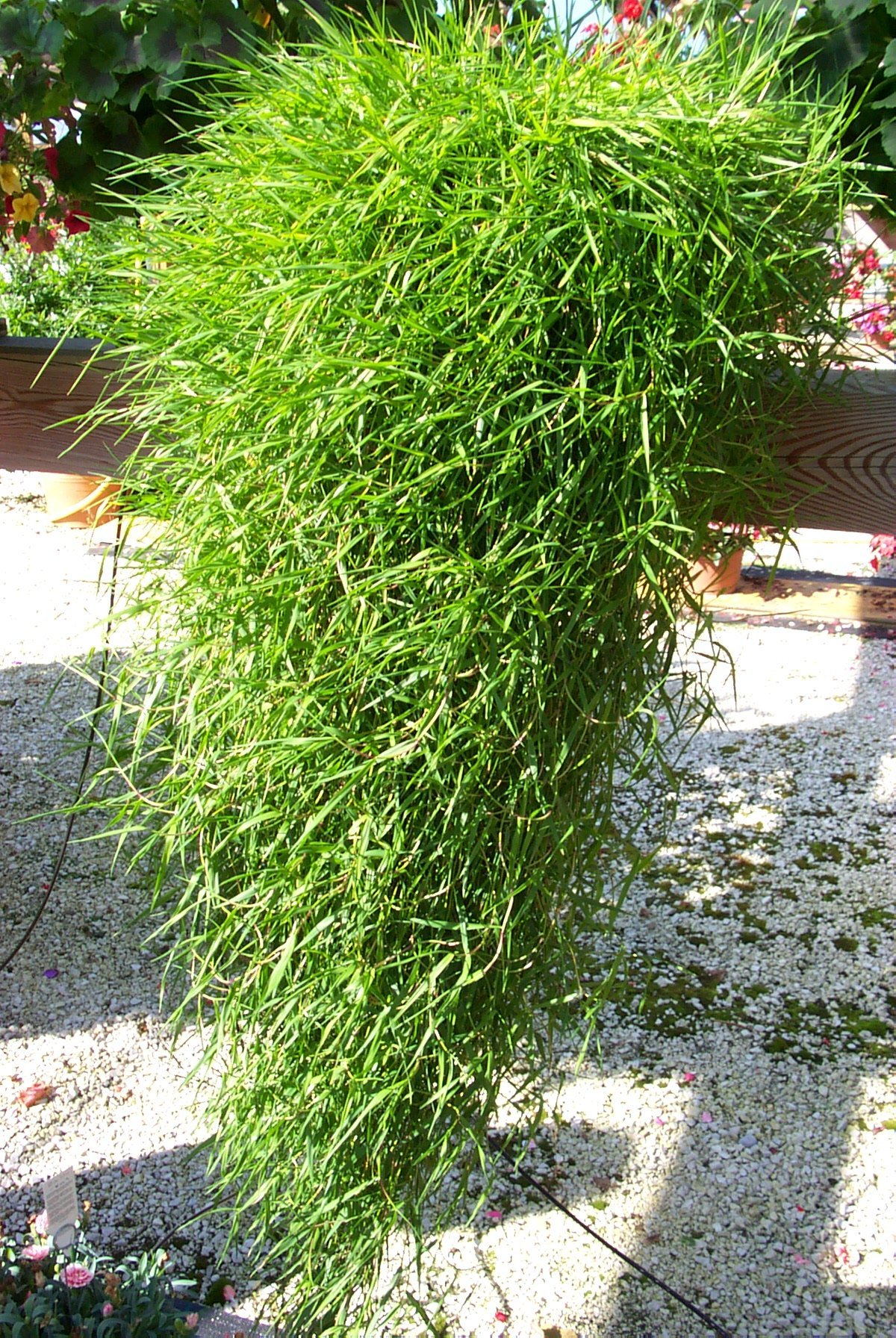 Strukturgras, Hängebambus