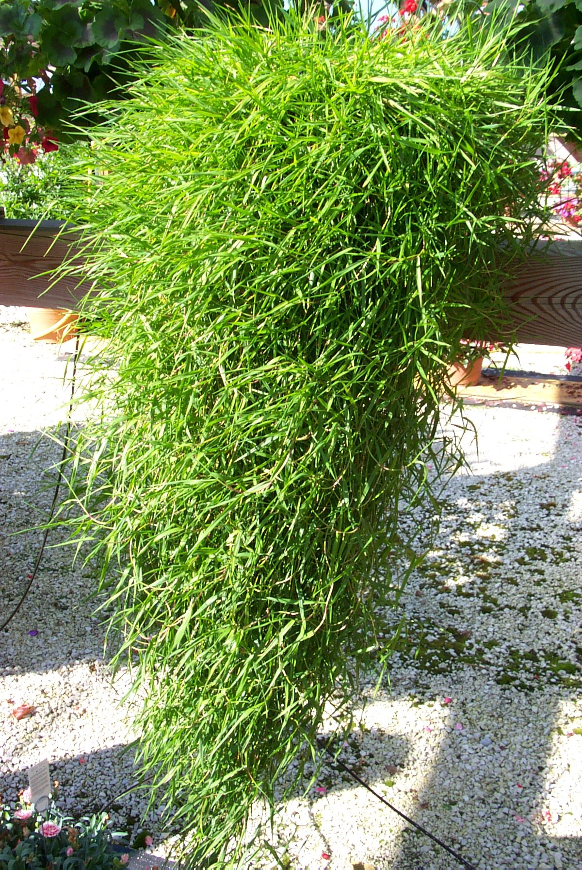 Strukturgras, Hängebambus