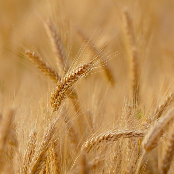 Weizen ©pixabay