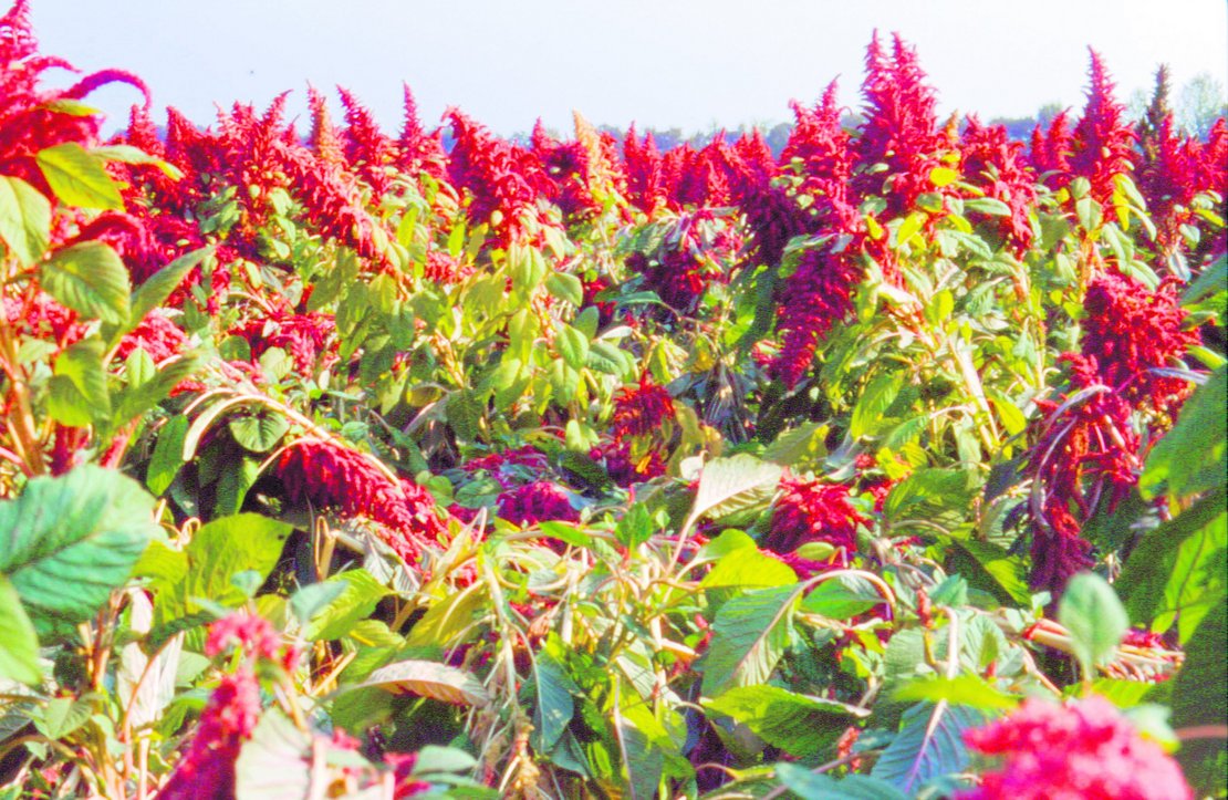 Amarantfeld_bearbeitet ©Harald Schally/LK Niederösterreich