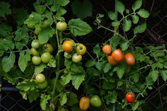 Bei Stabparadeisern regelmäßig Seitentriebe aus den Blattachseln ausbrechen. ©pixabay