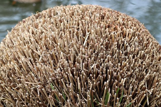 Rückschnitt von Gräser ©pixabay