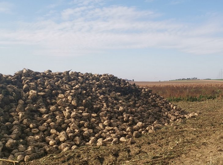 Zuckerrüben auf Feld gelagert