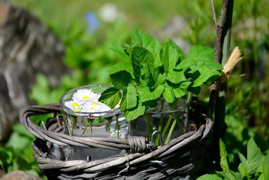 Wildkräuter sind besonders geeignet für eine Frühlingskur. "Un"-Kräuter wie Giersch sind essbare Nutzpflanzen.