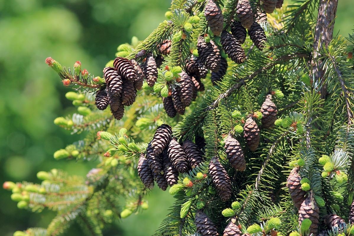 Serbische Fichte