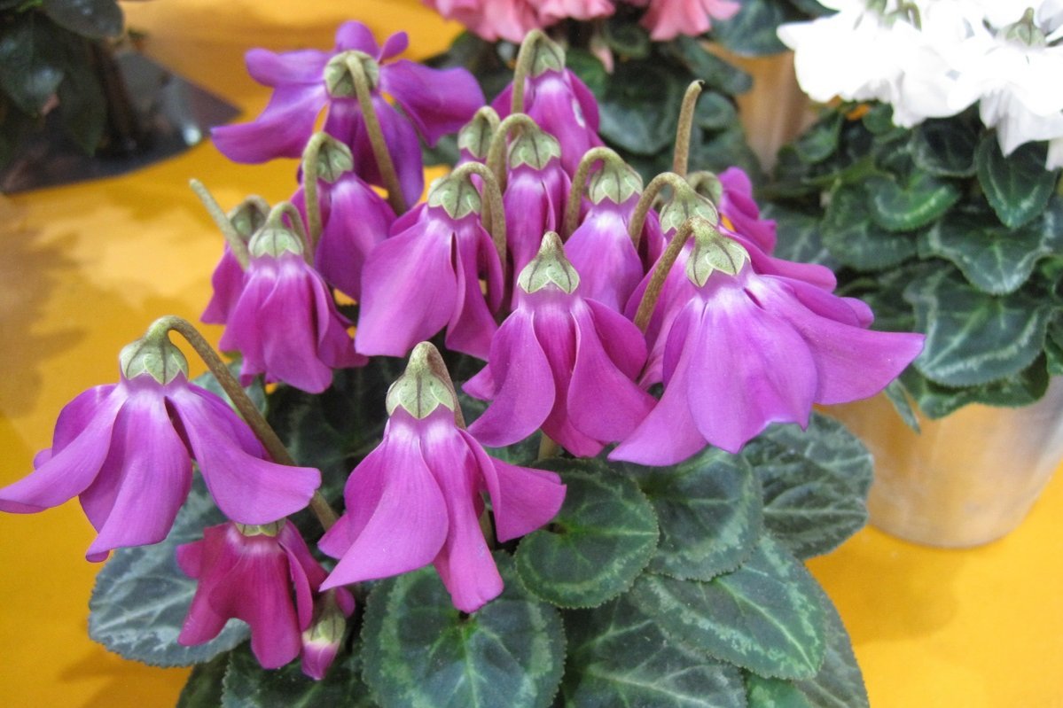 Die nach unten gerichteten Blütenblätter erinnern an die populären Röcke der 50er Jahre. ©Christian Kornherr/LK Niederösterreich