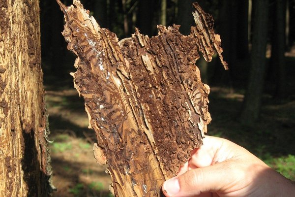 Schadbild Borkenkäfer ©Fotoarchiv Forst/LK Niederösterreich
