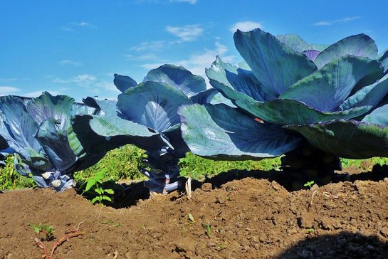 Manche Gemüsepflanzen wie Kohl sind besonders „hungrig“ und brauchen zur Grunddüngung mit Kompost weitere Nährstoffe. ©pixabay