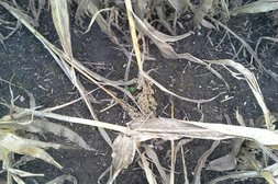 Stängelbruch bei Versuchsernte in Ebergassing ©Harald Schally/LK Niederösterreich