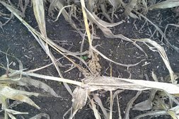 Stängelbruch bei Versuchsernte in Ebergassing ©Harald Schally/LK Niederösterreich