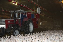 Täglich wird das Einstreu ergänzt. ©Paula Pöchlauer-Kozel/LK Niederösterreich