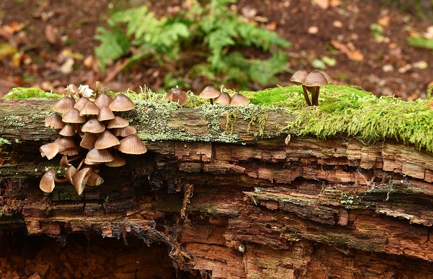 Großer Blut-Helmling