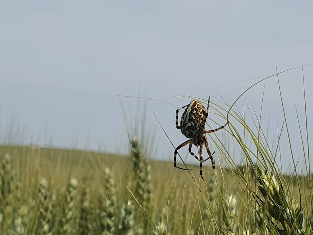 Kreuzspinne
