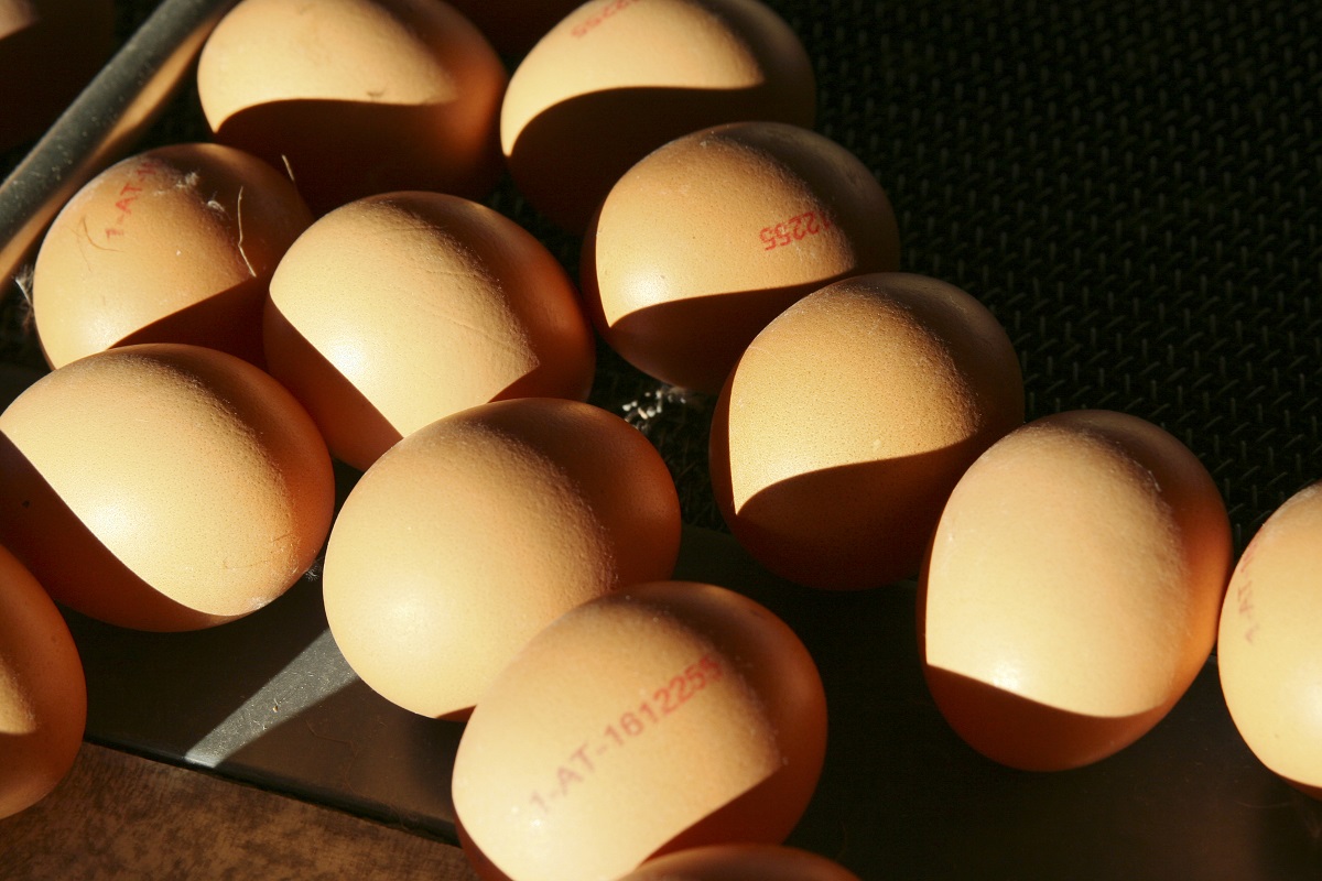 Eier mit Stempel in Produktion ©Paula Pöchlauer-Kozel/LK Niederösterreich