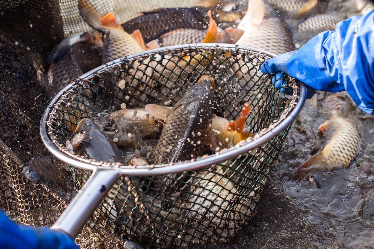Fische im Netz beim Abfischen©Martina Siebenhandl