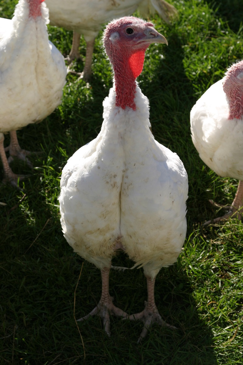 Truthenne ©AMA Marketing