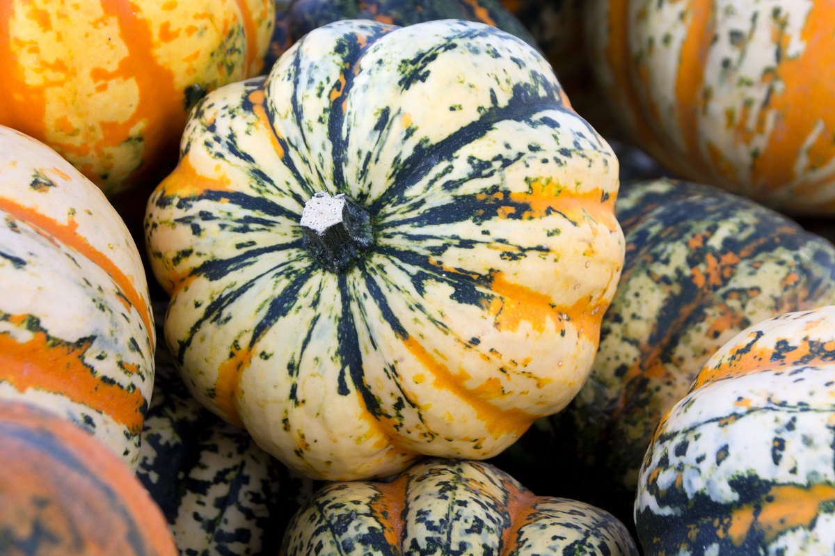 Festivalkürbis ©Sonja Hießberger/LK Niederösterreich