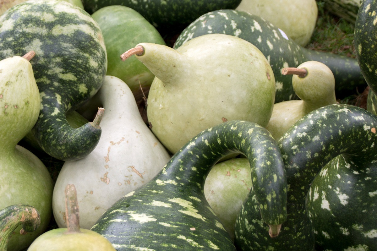 Kalebassenkürbis ©Sonja Hießberger/LK Niederösterreich