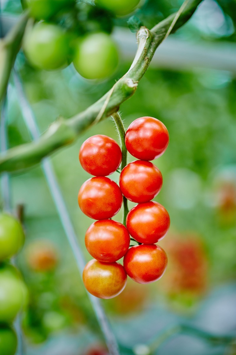 Paradeiser im Glashaus ©Franz Gleiß/LK Niederösterreich