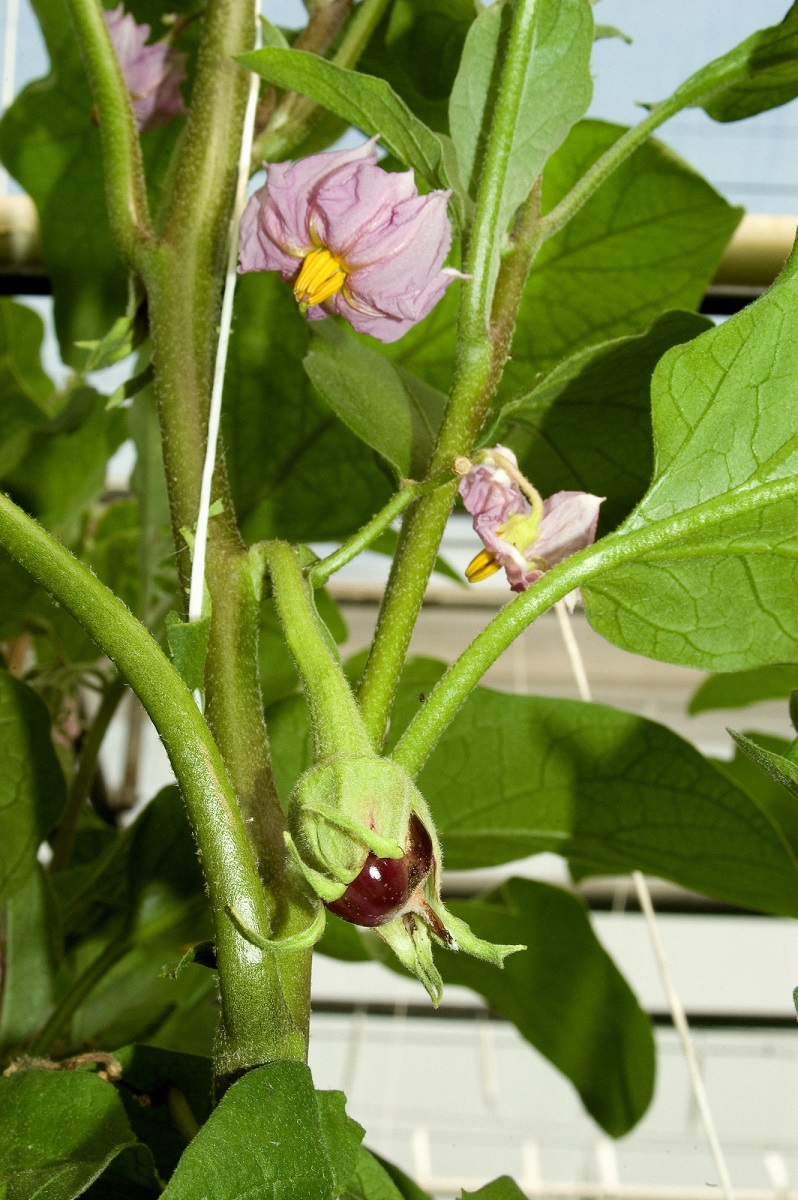 Melanzipflanze mit Blüte und Frucht ©AMA Marketing