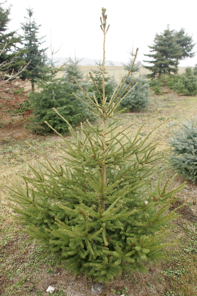 Rotfichte ©Karl Schuster/LK Niederösterreich