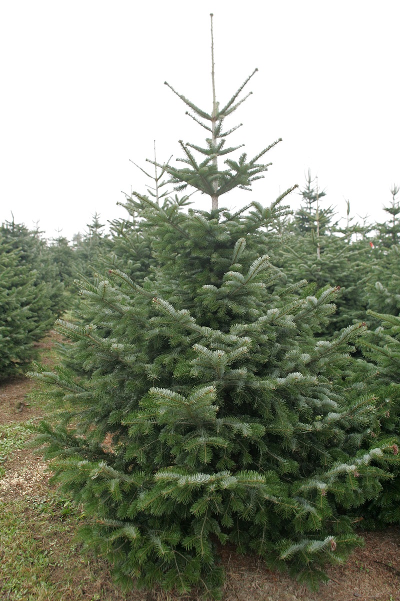 Nordmannstanne ©Karl Schuster/LK Niederösterreich