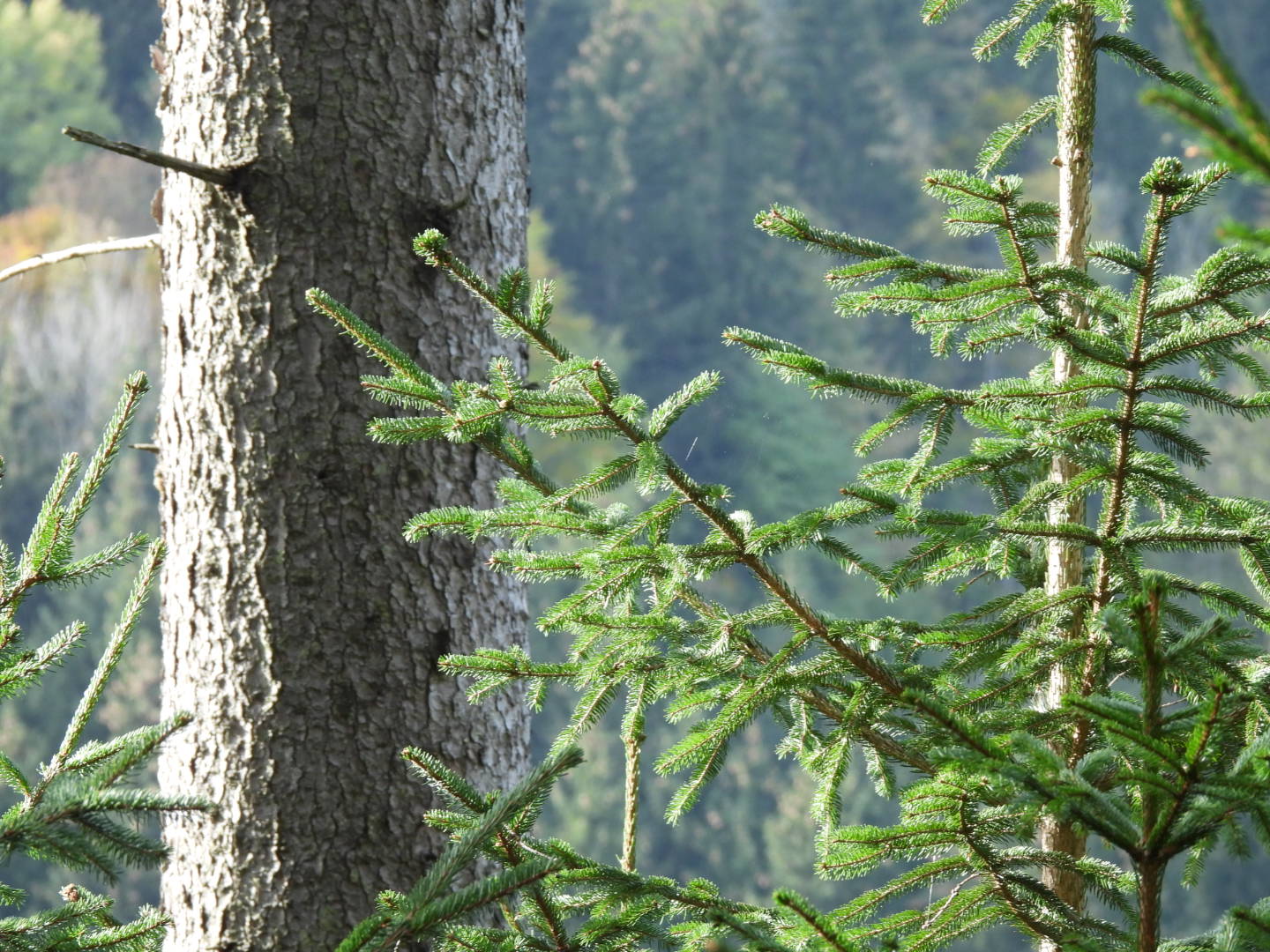 Fichte ©Susanne Teufl/LK Niederösterreich