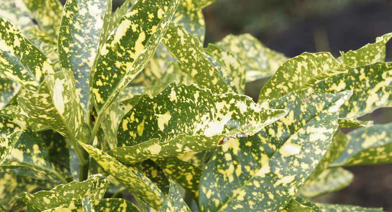 Aukube ©Marc/stock.adobe.com